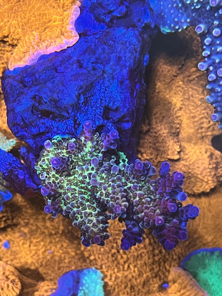 IMG_6035.jpeg