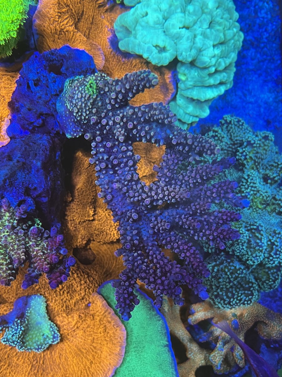 IMG_6036.jpeg