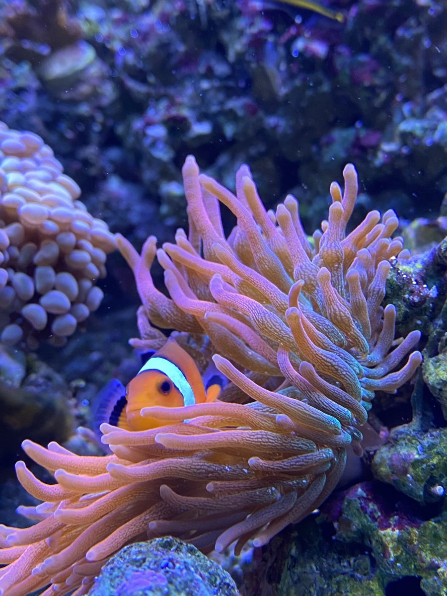 What color is your favorite fish and coral? | Reef2Reef