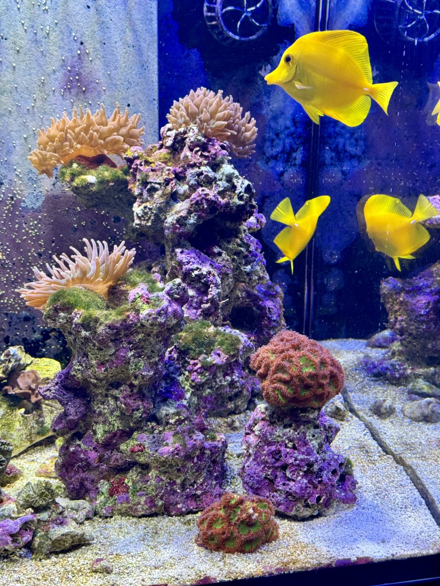 Build Thread - 270 Gallon 