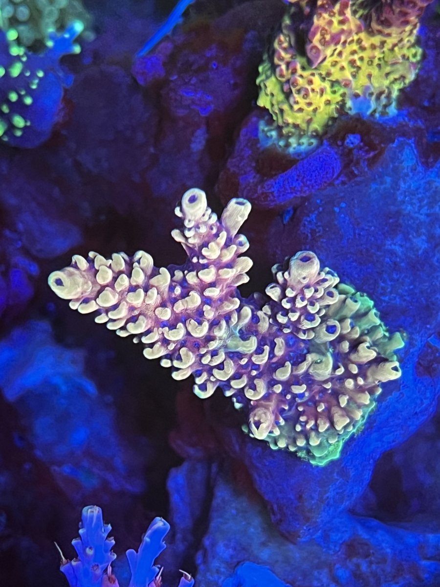 IMG_6061.jpeg