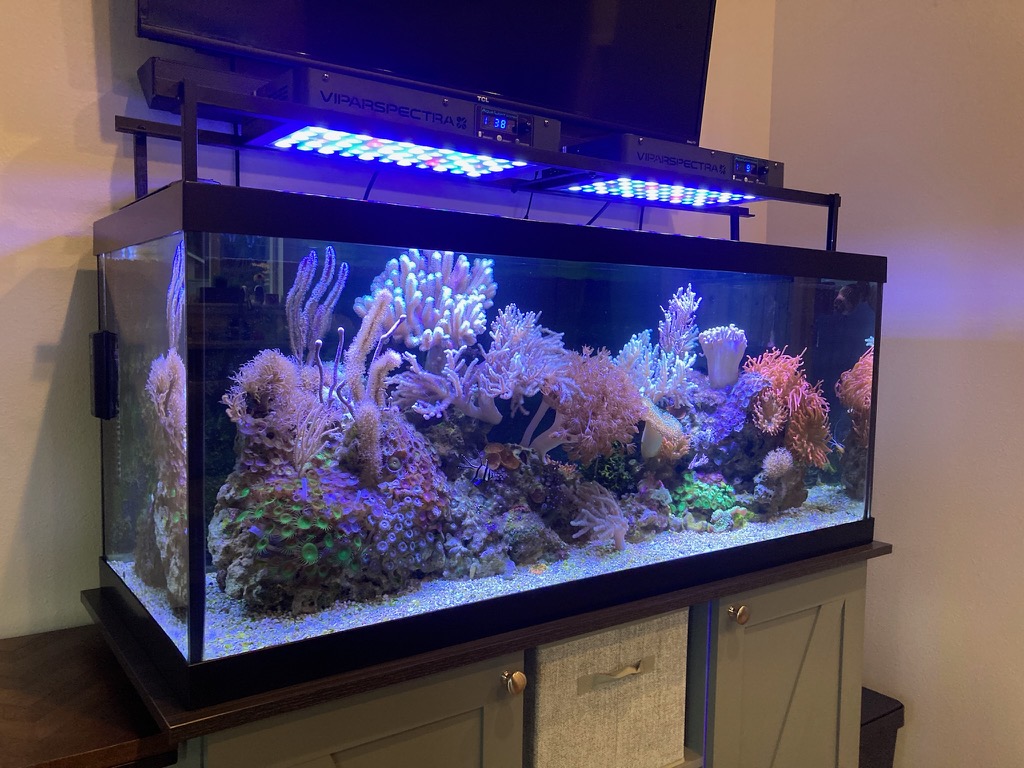 Build Thread Daniel s 75 gallon easy peasy softy tank Reef2Reef