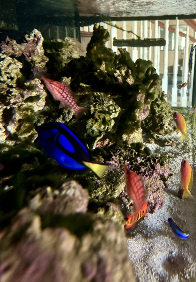 Build Thread - 270 Gallon 