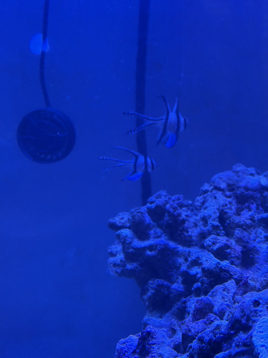 IMG_6155.jpeg