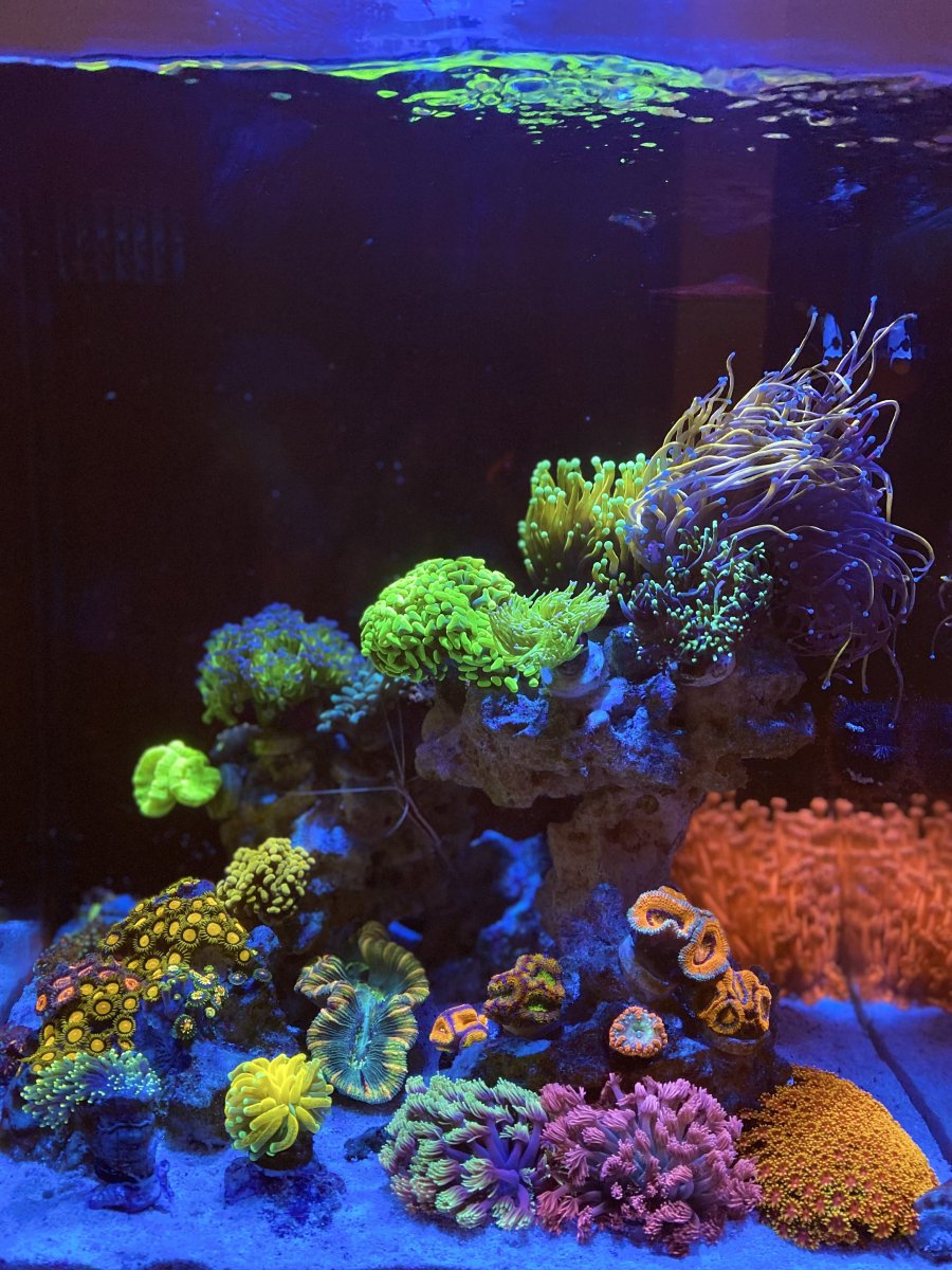 Picture Idea: Please Post Photos Of Algae Free Display Tanks