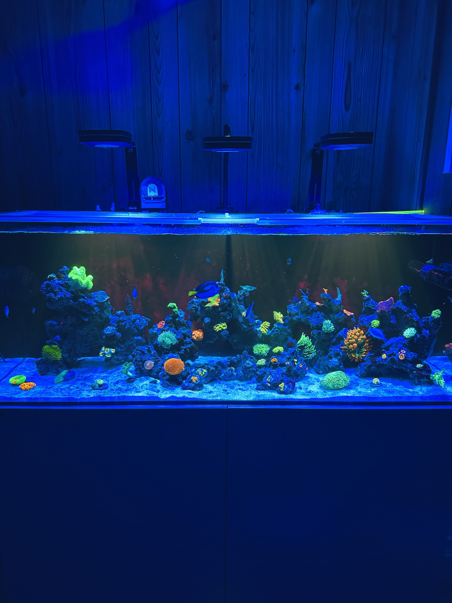 Build Thread - My First Reef Tank! RedSea 525 - SaltyJaytee | Reef2Reef