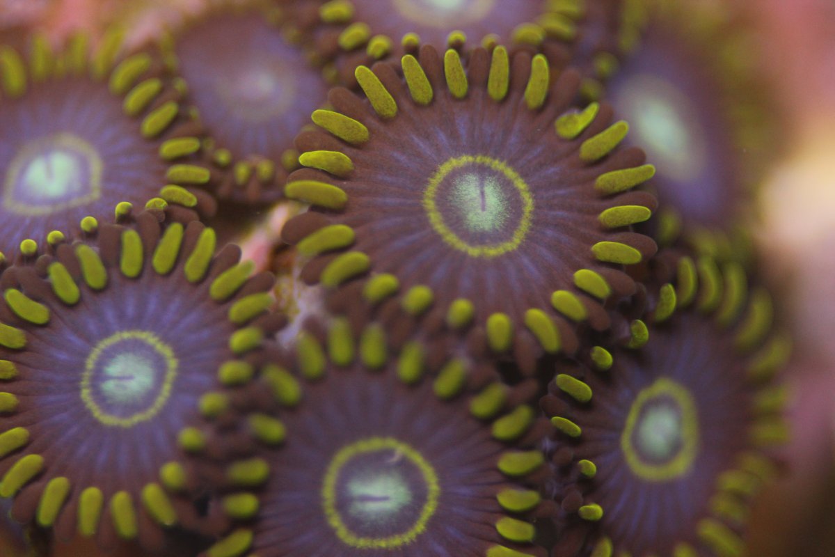 All the zoas... REEF2REEF Saltwater and Reef Aquarium Forum