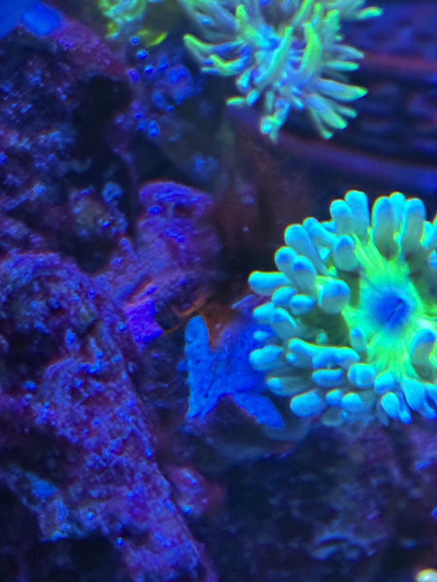 Anyone know what algae or orange rust looking piece is growing on my ...