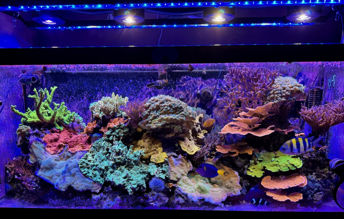 Tips for a successful reef Tank - What is yours? | Reef2Reef