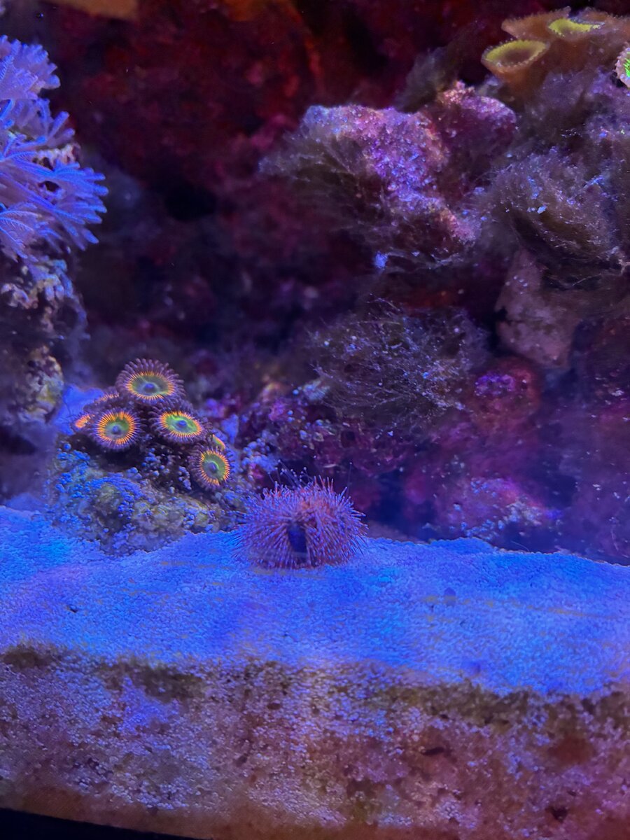 Anyone know what algae or orange rust looking piece is growing on my ...
