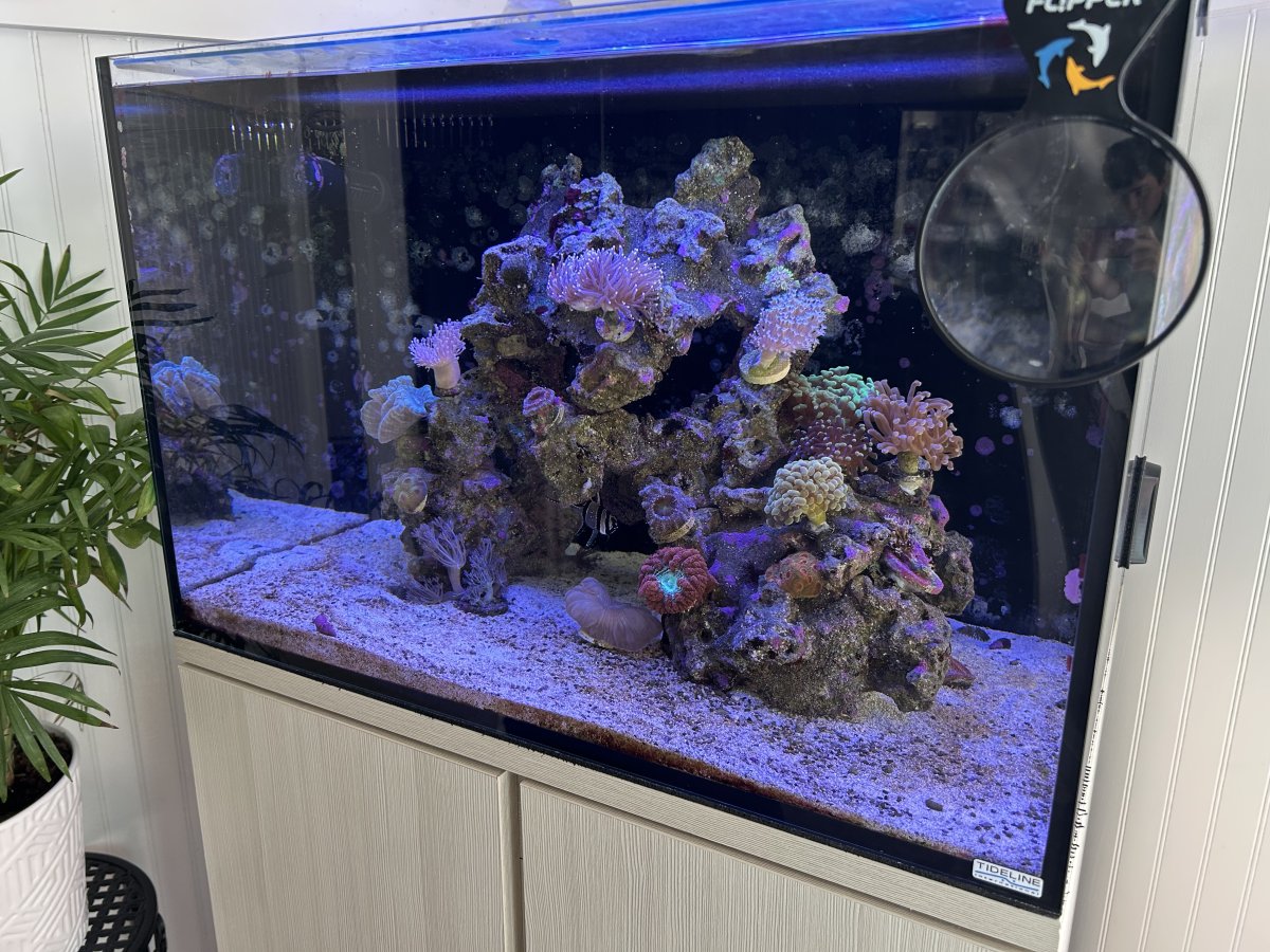 Who manages to “successfully” keep 2+ reef tanks? | Reef2Reef