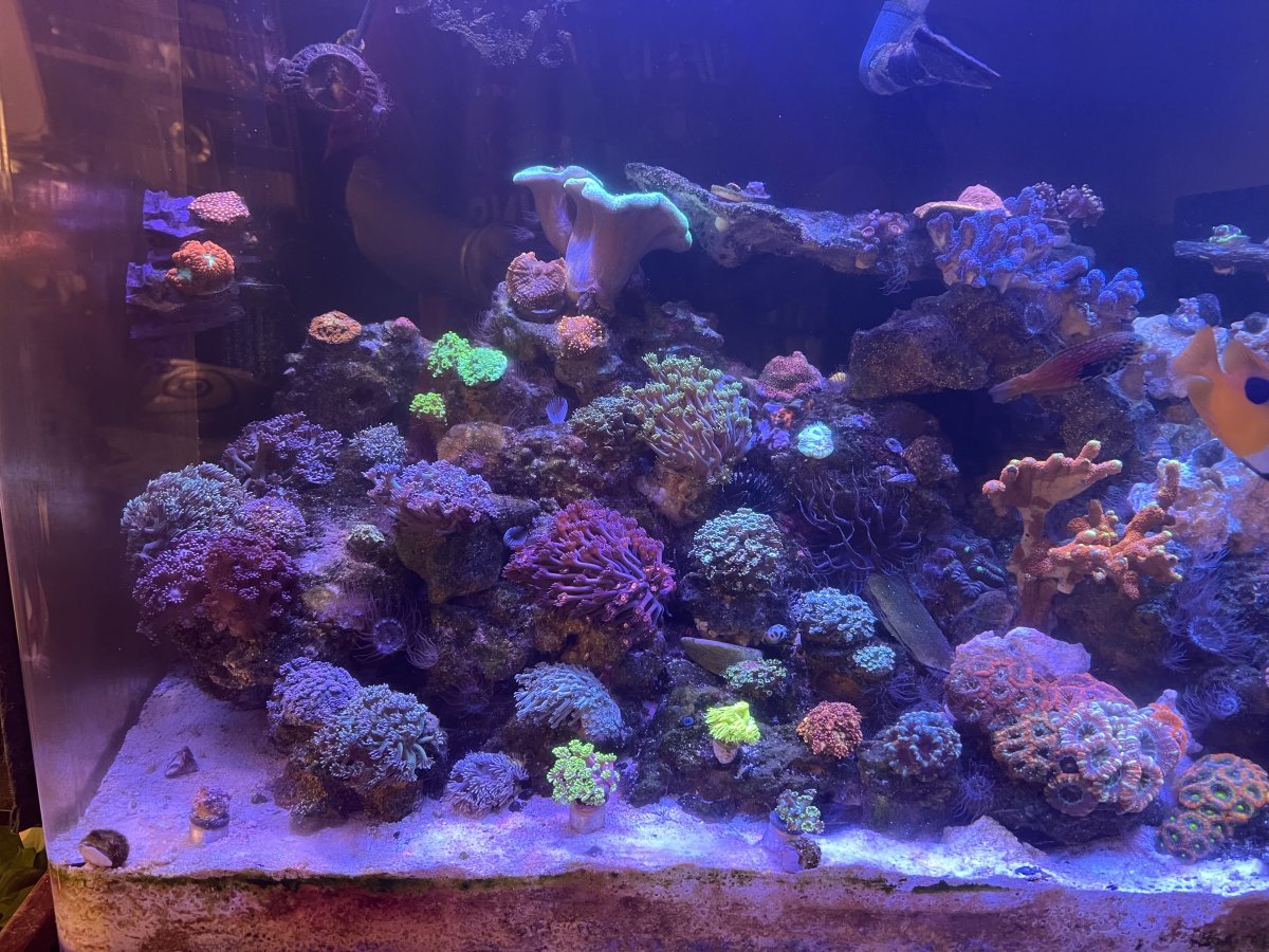 Convince me SPS dominant tanks are prettier than LPS and or softie ...