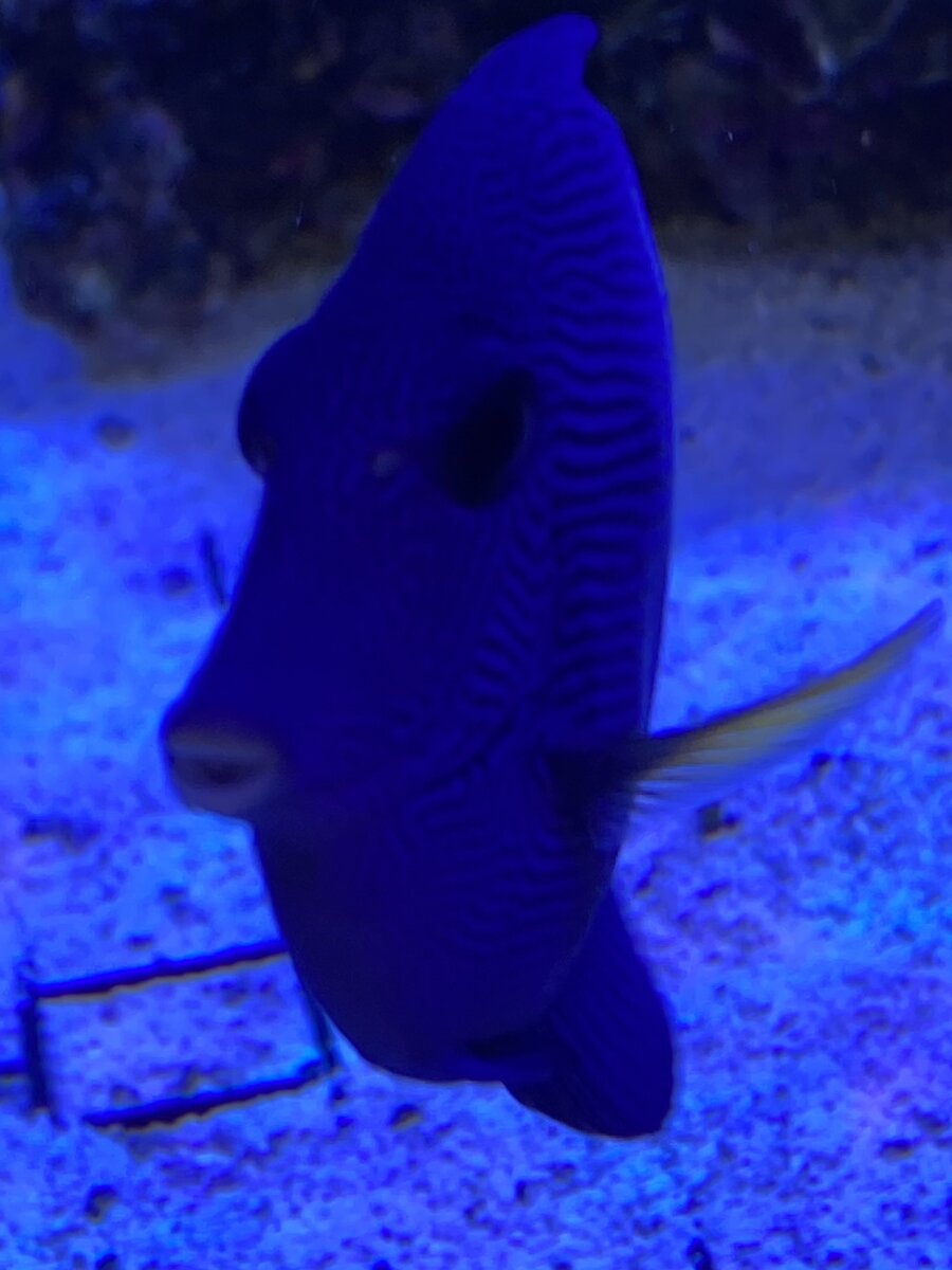 IMG_6243.jpeg