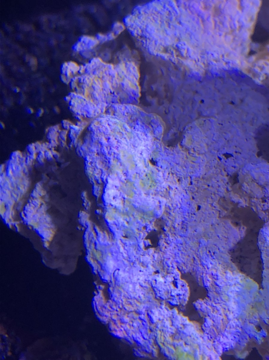 Purple Helix - Live Purple Coralline Algae in a Bottle (8 oz) - ARCReef 