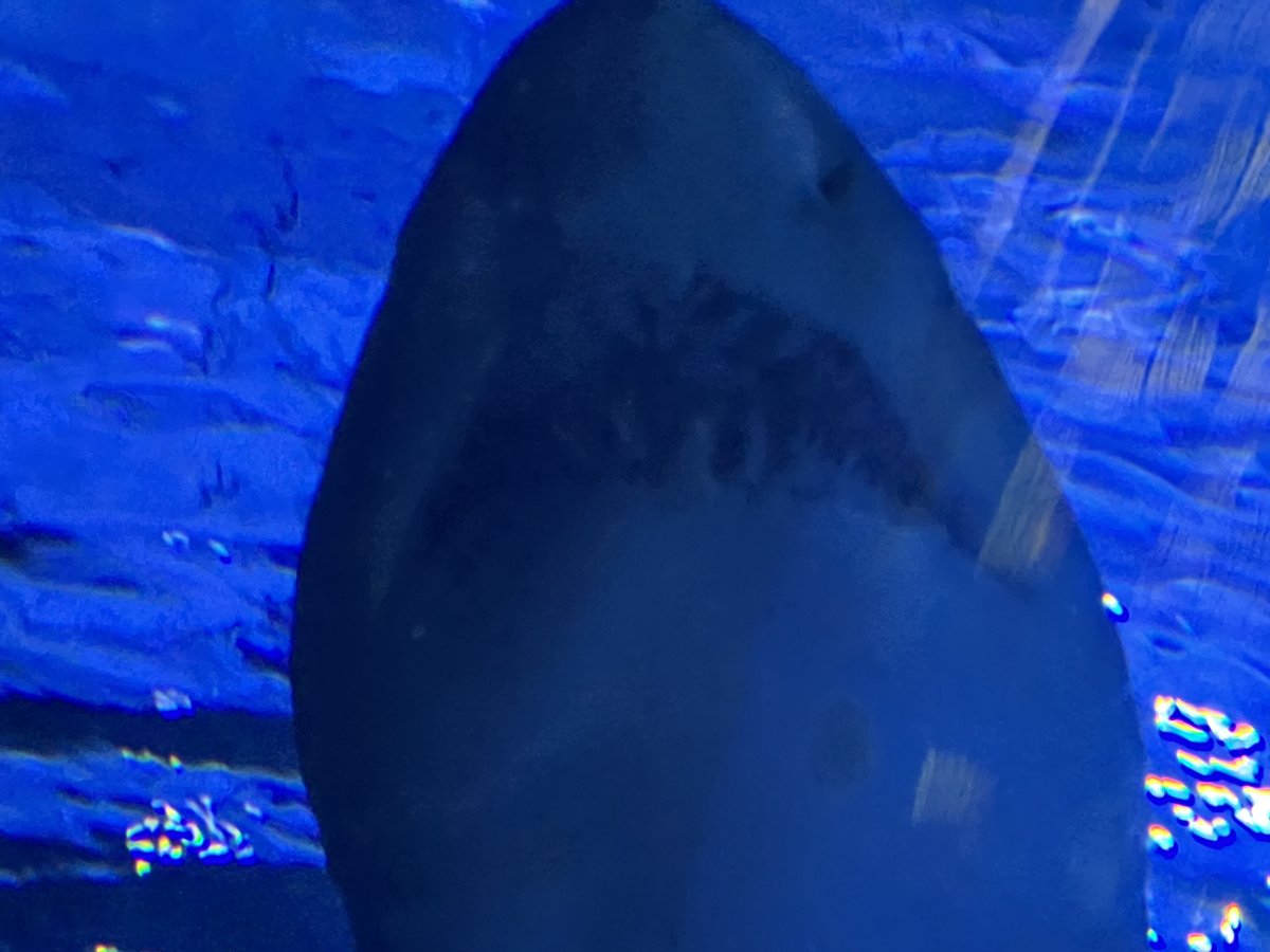 IMG_6280.jpeg