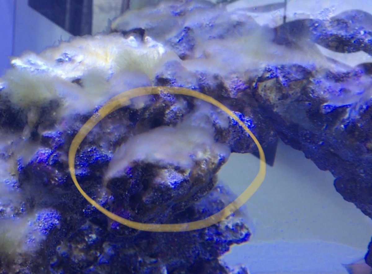 Low nutrient white fuzzy algae | Reef2Reef
