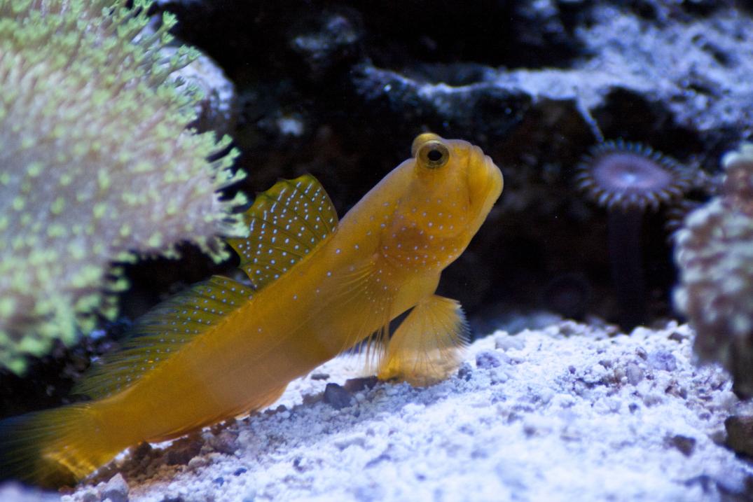 QUESTION OF THE DAY Sand Sifting Gobies Are They Worth Keeping Your 