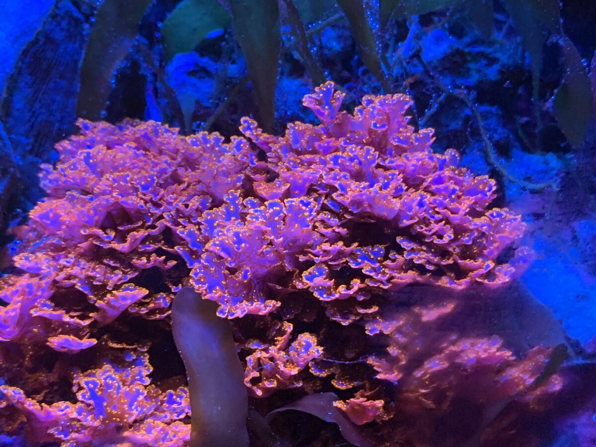 IMG_6310.jpeg