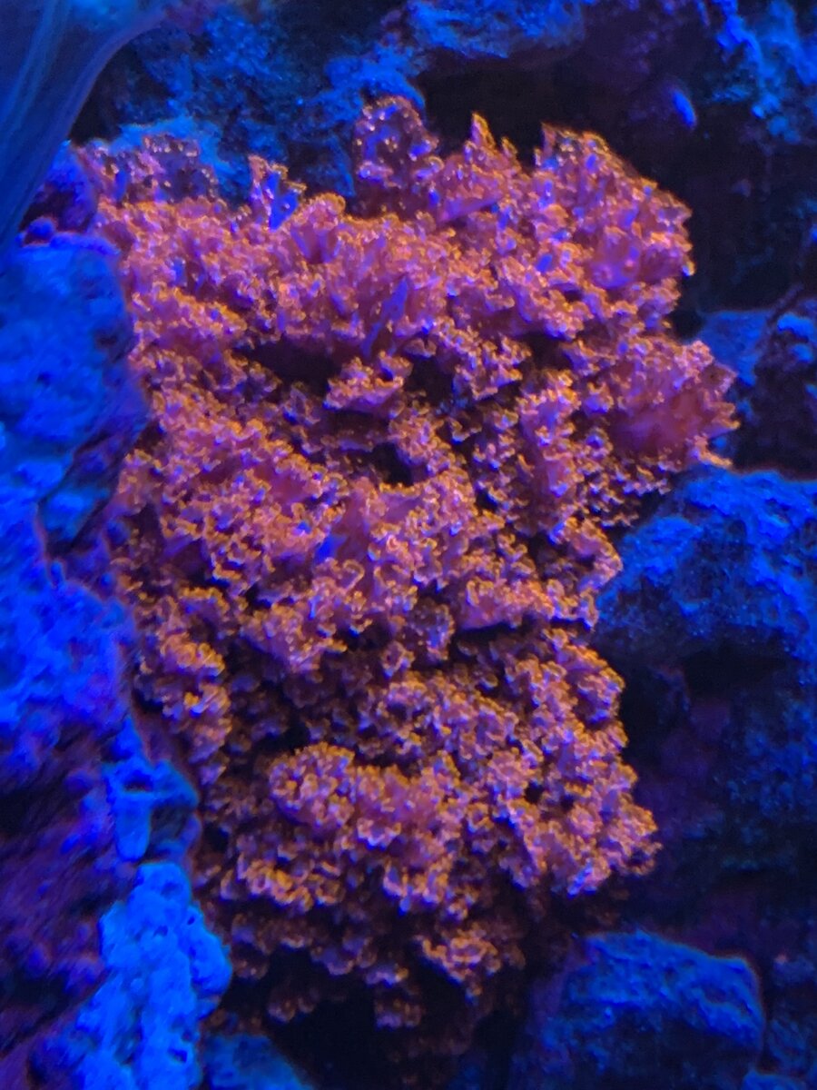 IMG_6311.jpeg