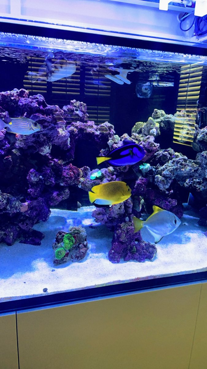 Large Build - Raptor’s WATERBOX LX 330.7 | Page 2 | Reef2Reef