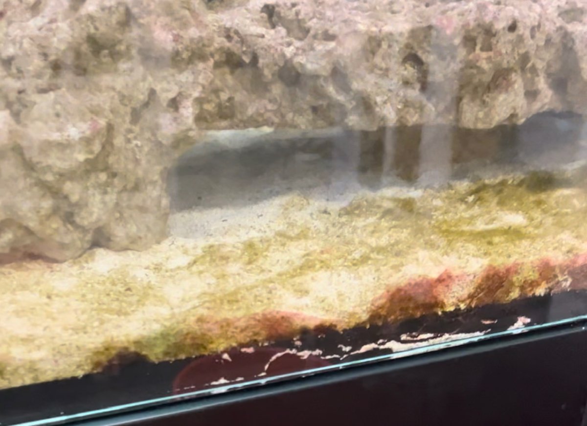 RIP - Silicone Failure on RedSea 300XL my first 