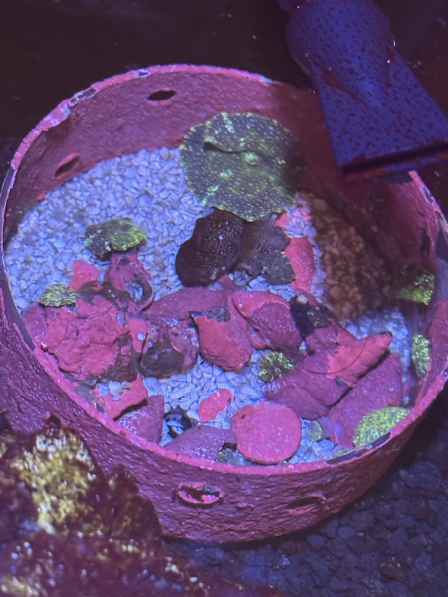 MY 50g Lowboy Jawbreaker Propagation Tank | Page 3 | Reef2Reef