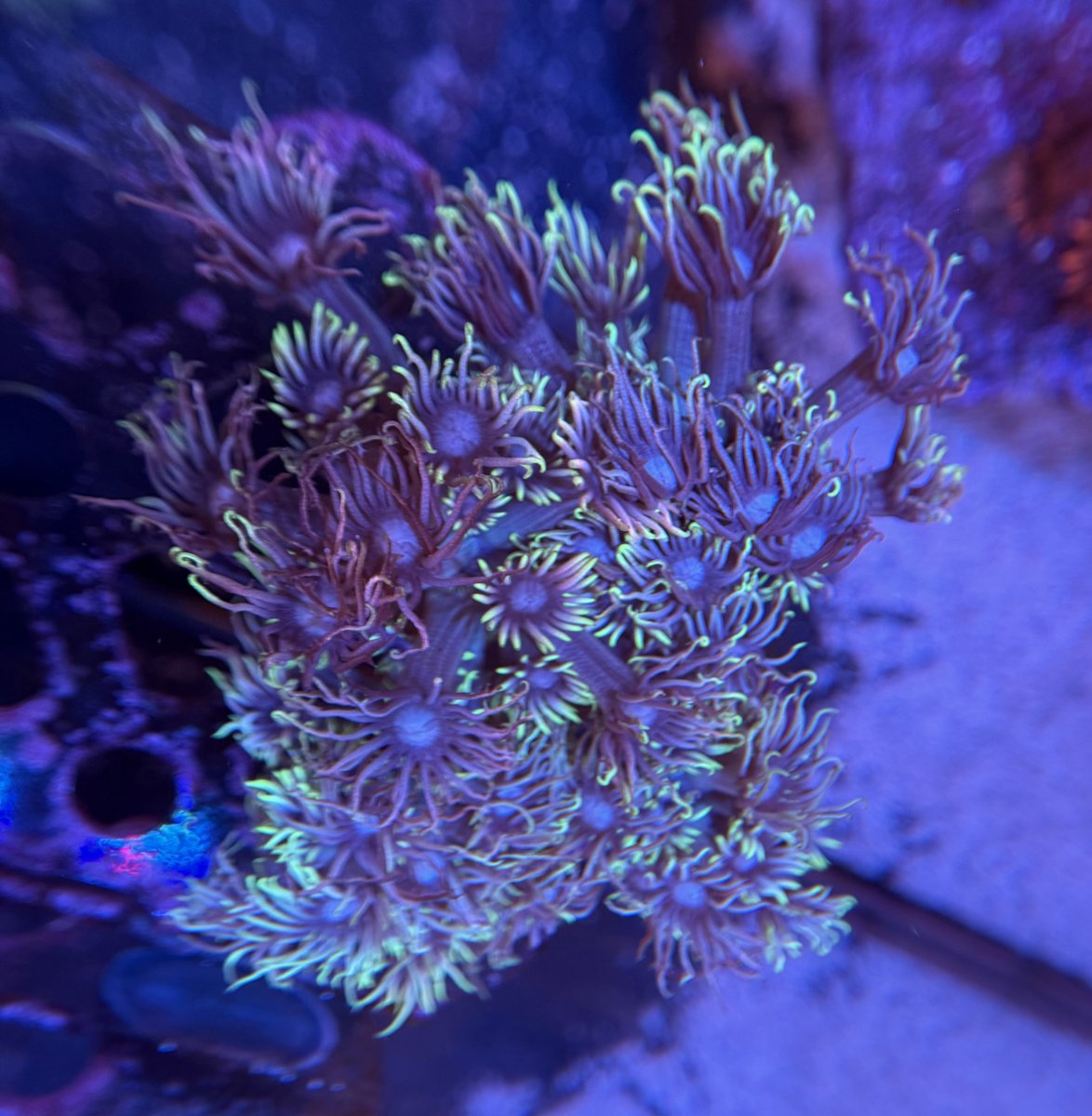 California - Live Goods - GSC Wonderland Gonis- large chunky encrusted ...