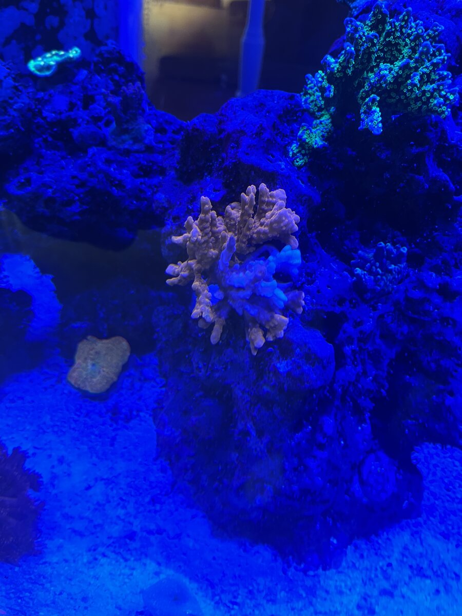 IMG_6418.jpeg