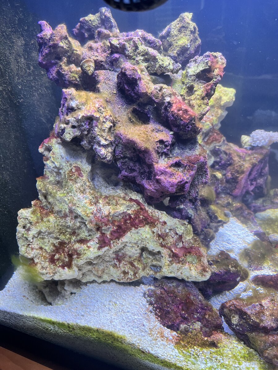 Help!!! Less than 12 hours and my fish keep dying!!! | Page 4 | Reef2Reef