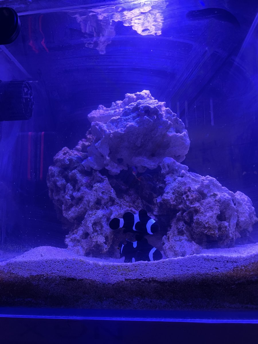 Leveling mat under aquarium, where to buy  REEF2REEF Saltwater and Reef  Aquarium Forum