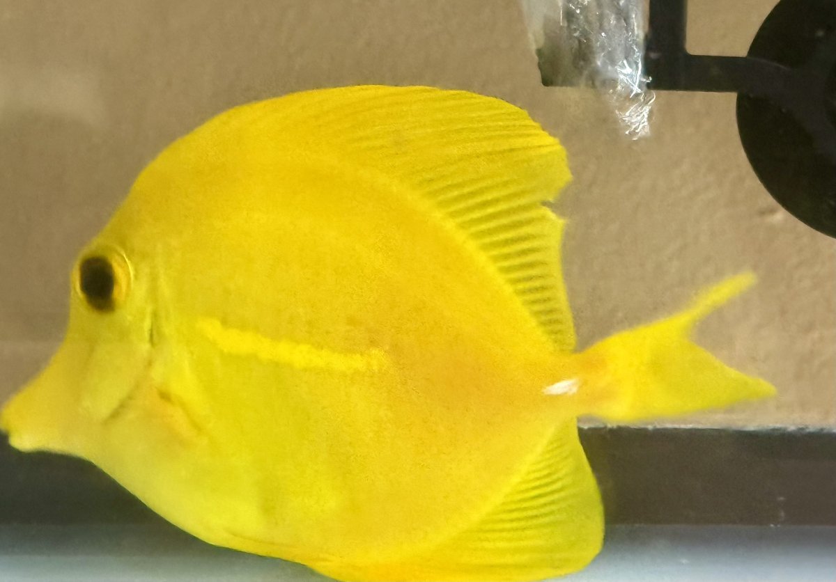 Build Thread - 270 Gallon 