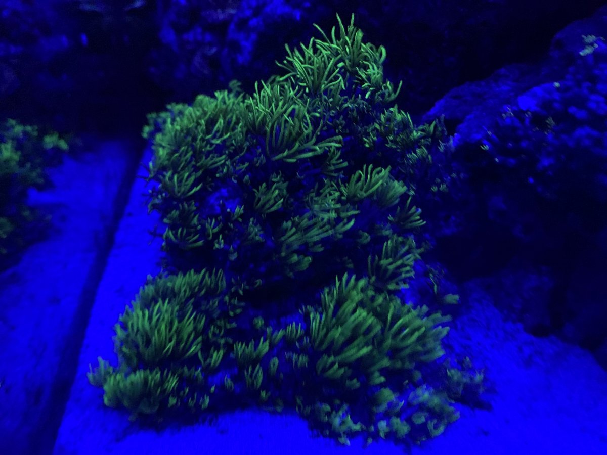 To GSP or not to GSP, that is the question | Reef2Reef