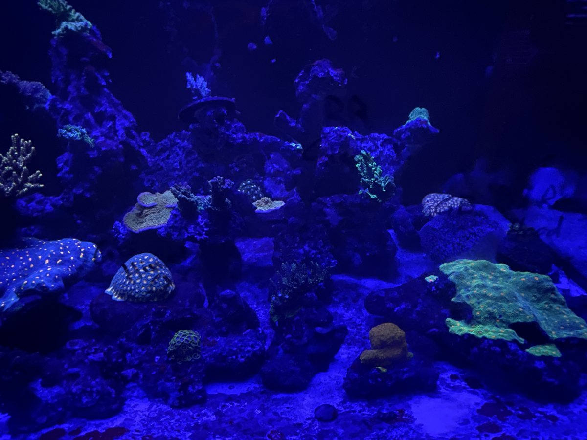 IMG_6531.jpeg