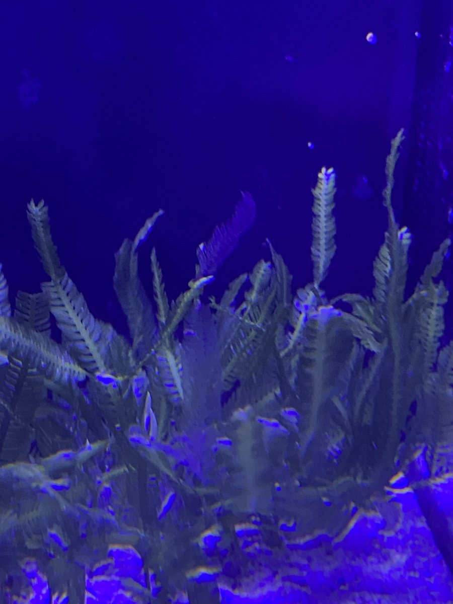 What’s up with my macroalgae? | Reef2Reef