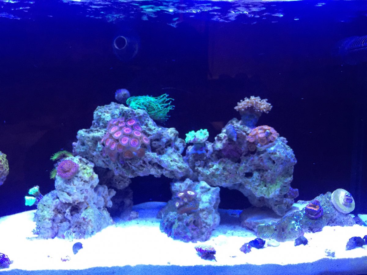 Water parameters opinion | Reef2Reef