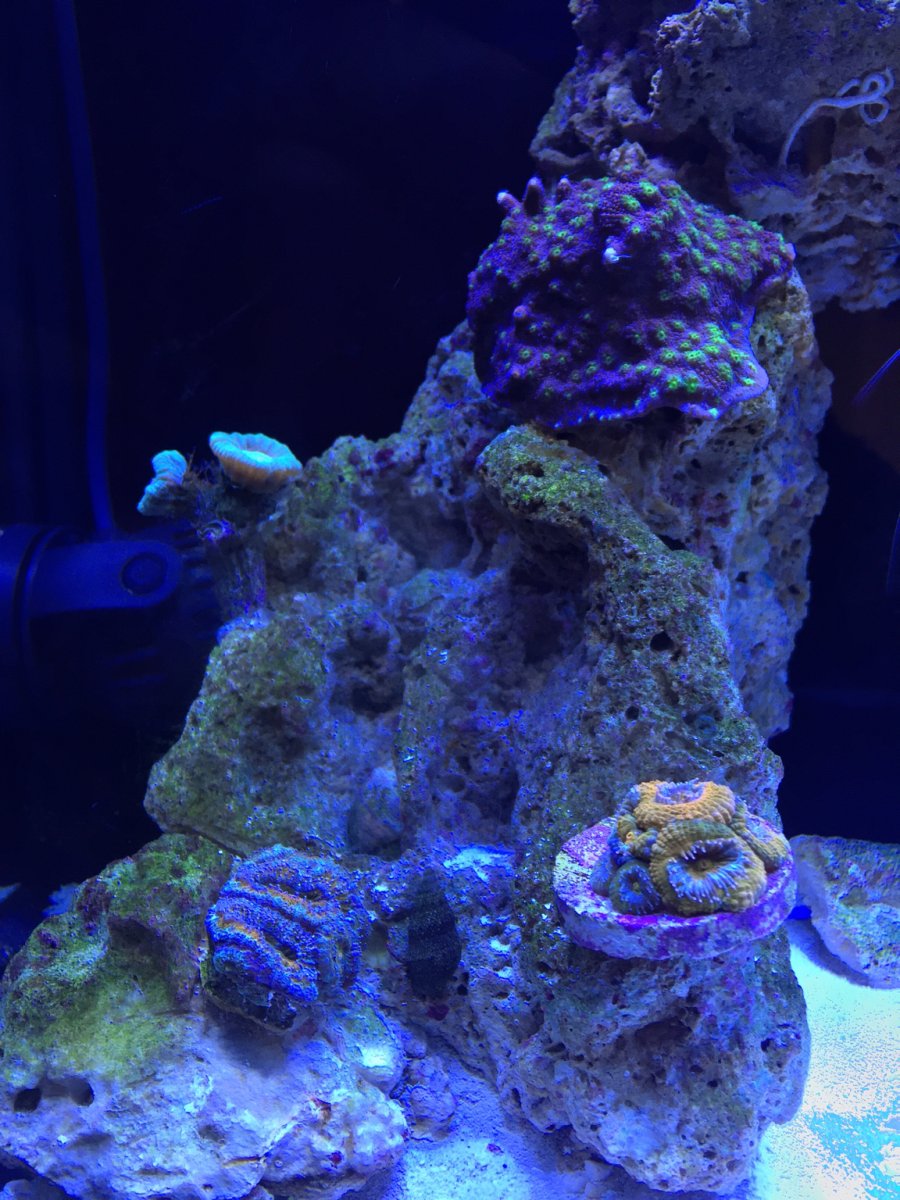 Water parameters opinion | Reef2Reef