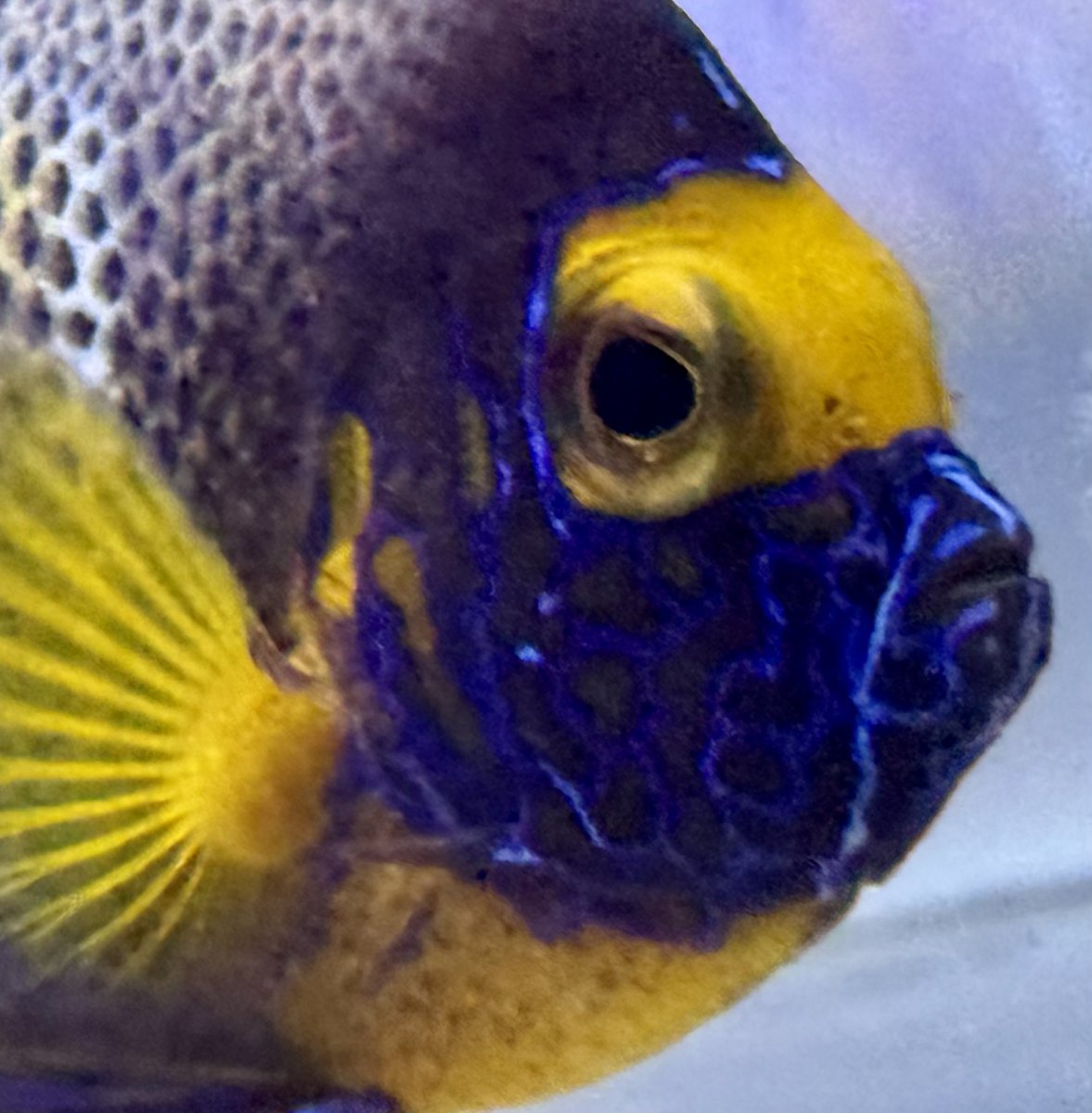 Build Thread - 270 Gallon 