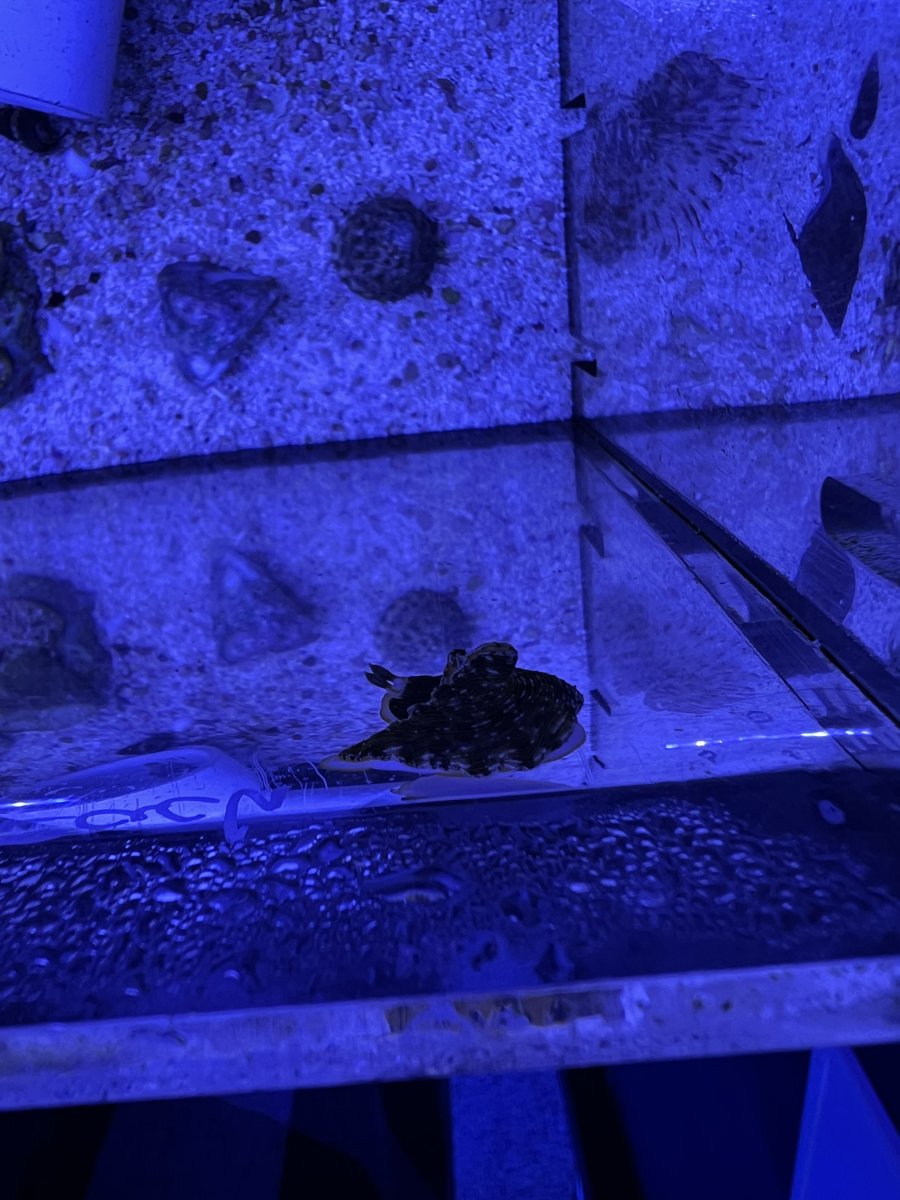 What kind of slug is this? | Reef2Reef