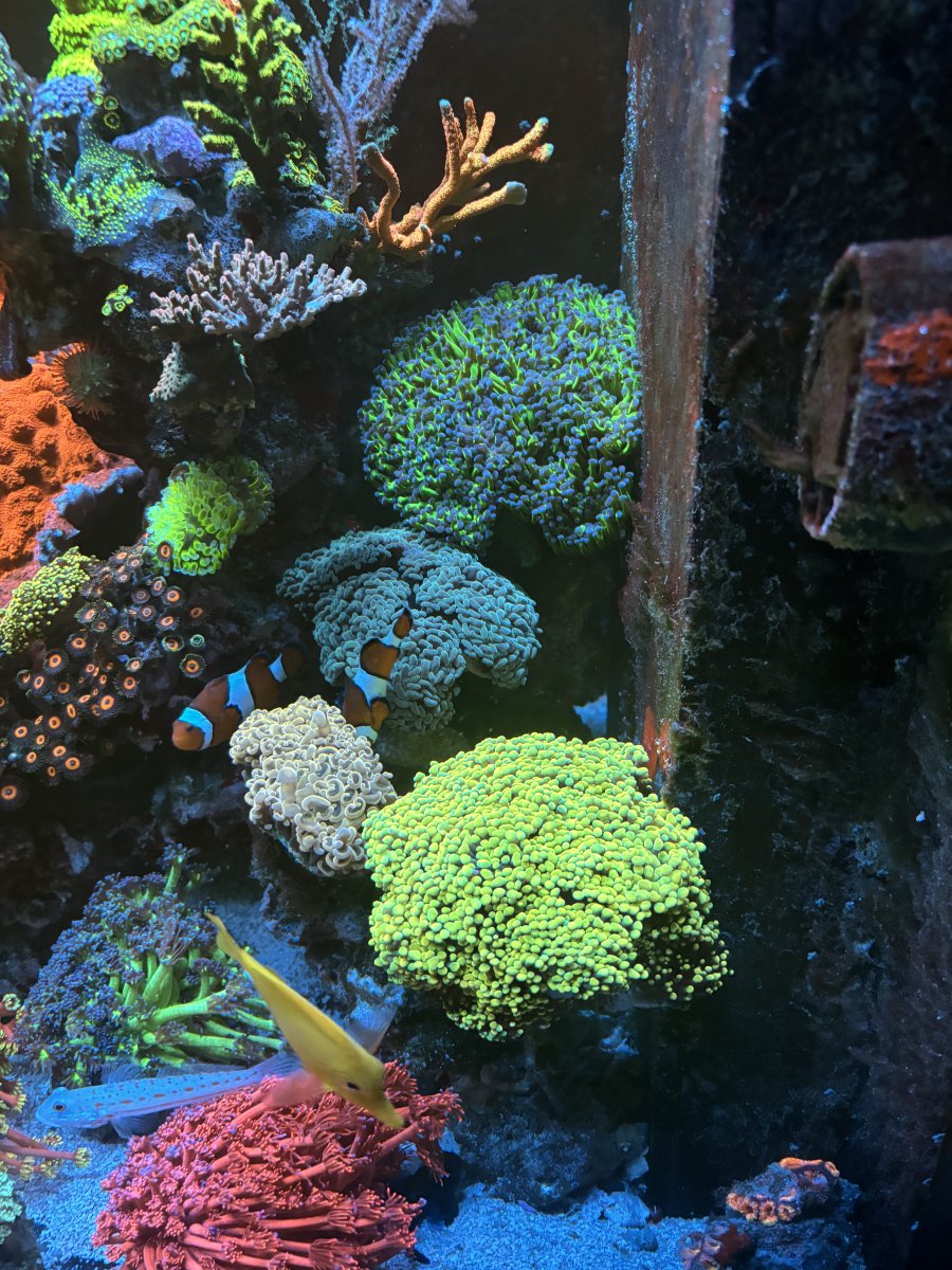 IMG_6672.jpeg