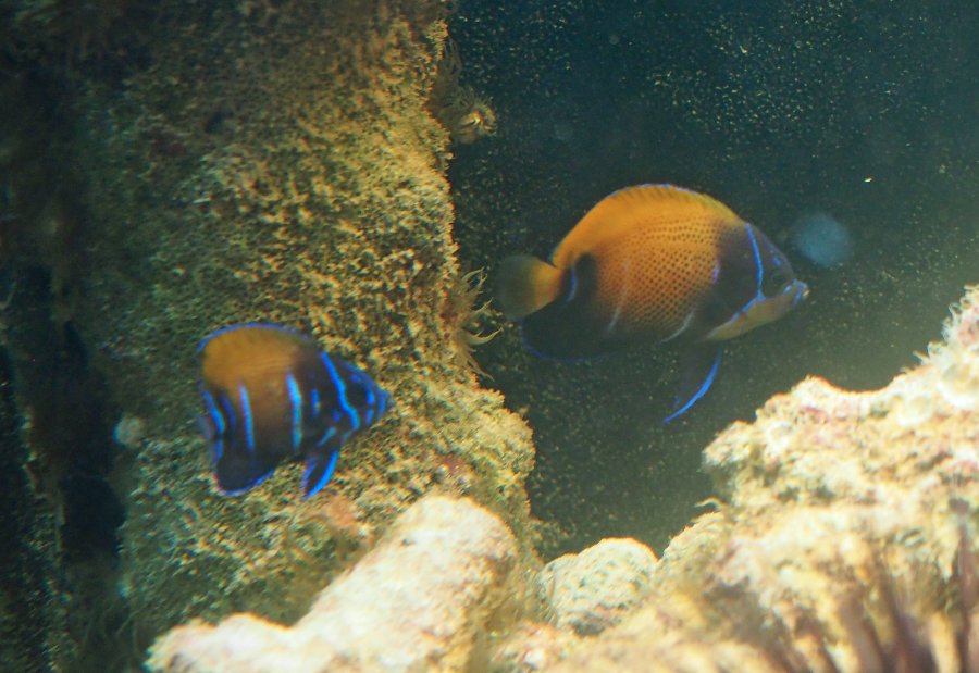 What Tangs, Foxfaces too, in your reef? Notice: Tang police not allow ...