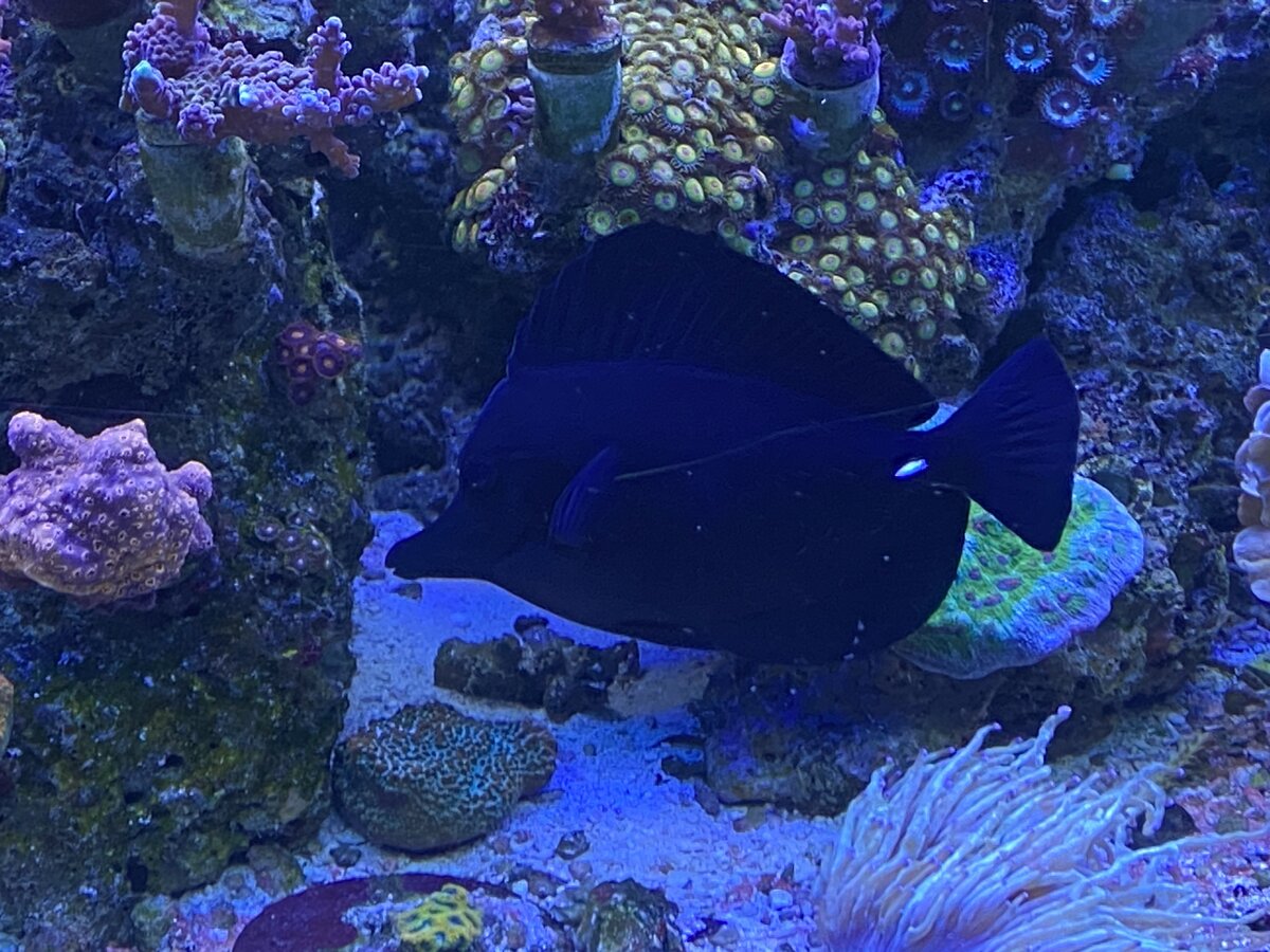IMG_6734.jpeg