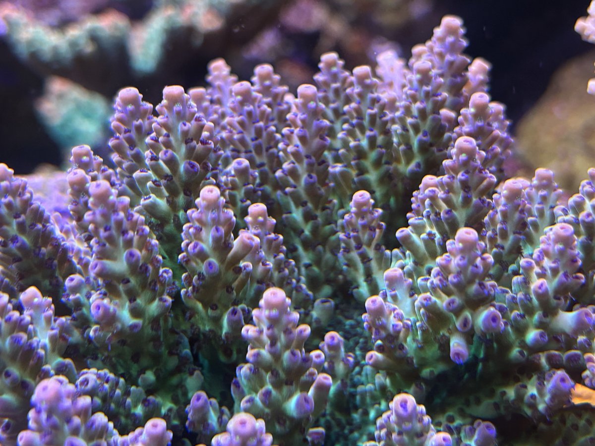 IMG_6736.jpeg