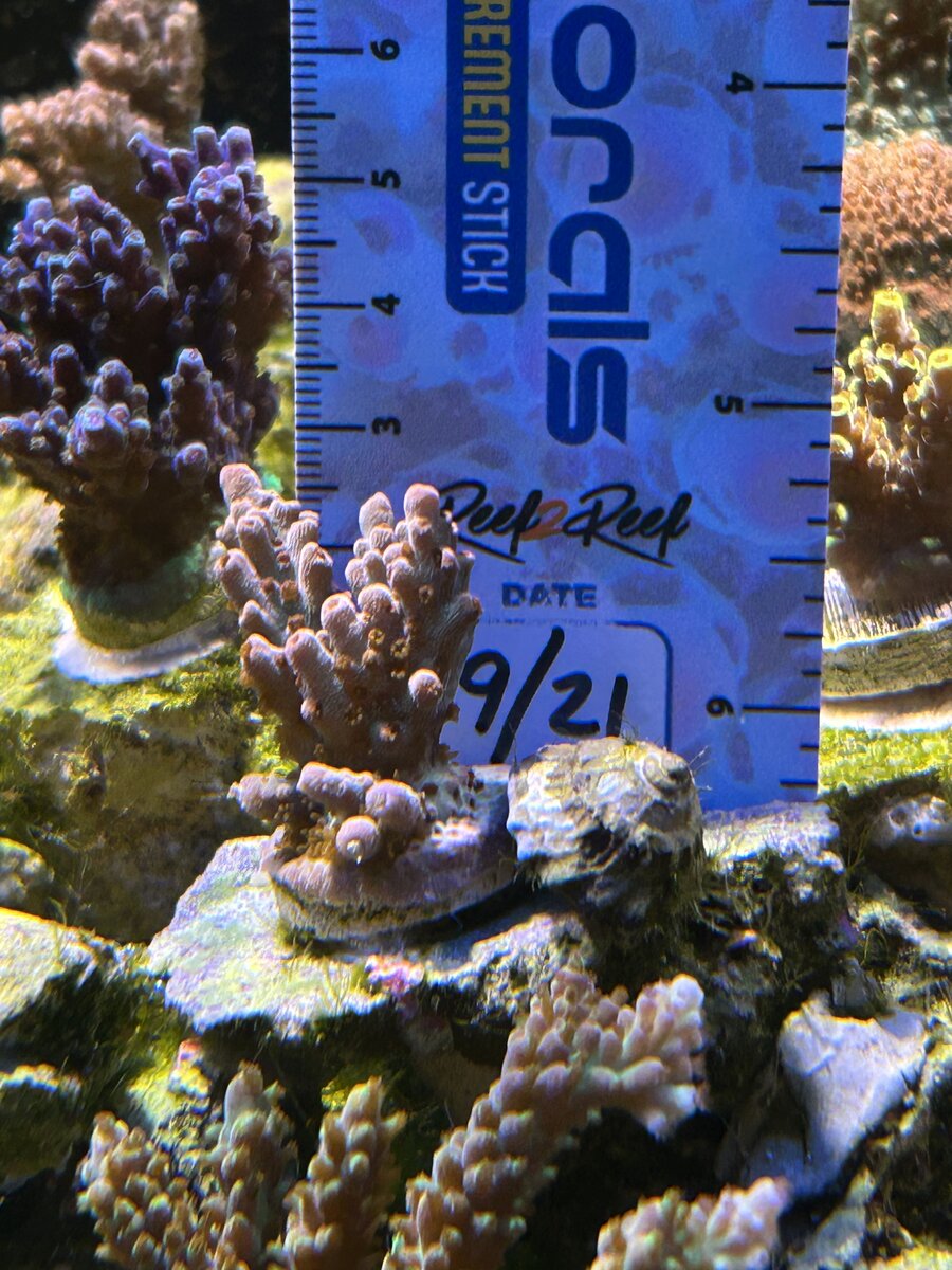 2025 summer grow out bozo picture entry thread! | Page 12 | Reef2Reef
