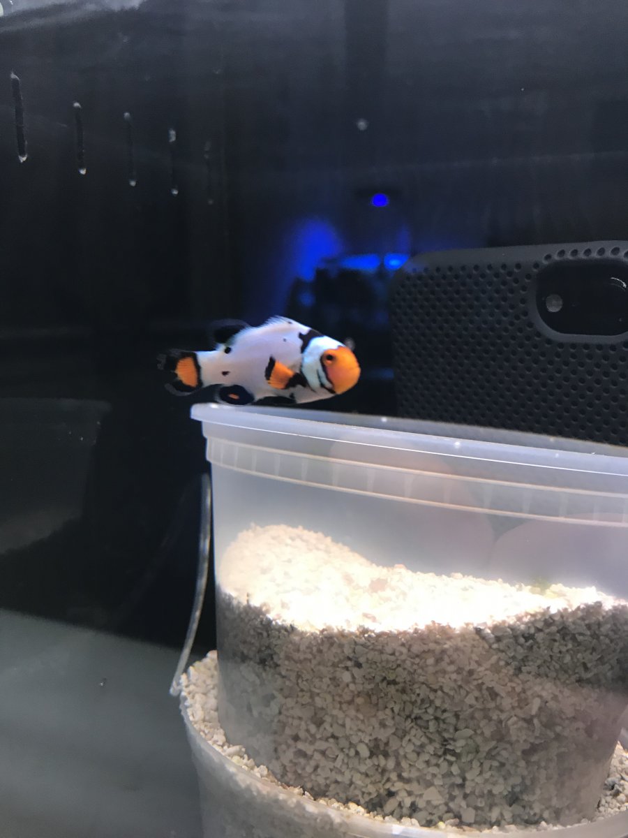 Pennsylvania - Sustainable aquatics supercell clownfish | Reef2Reef