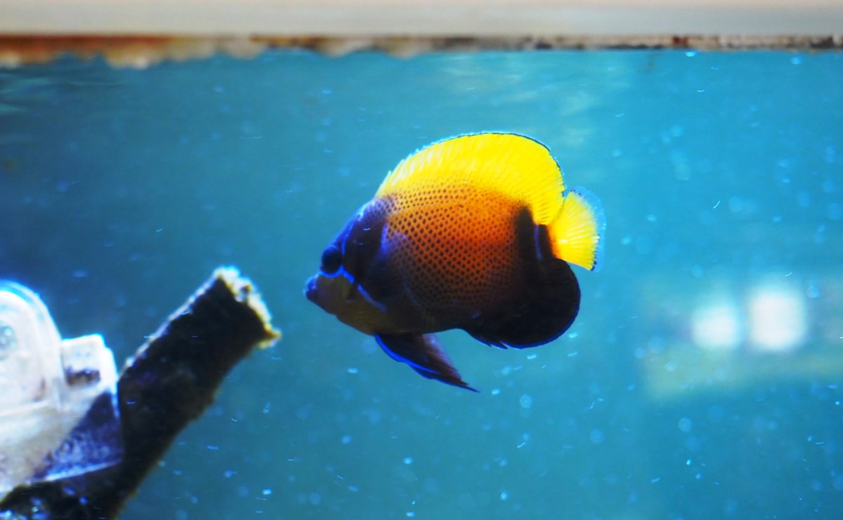What Tangs, Foxfaces too, in your reef? Notice: Tang police not allow ...