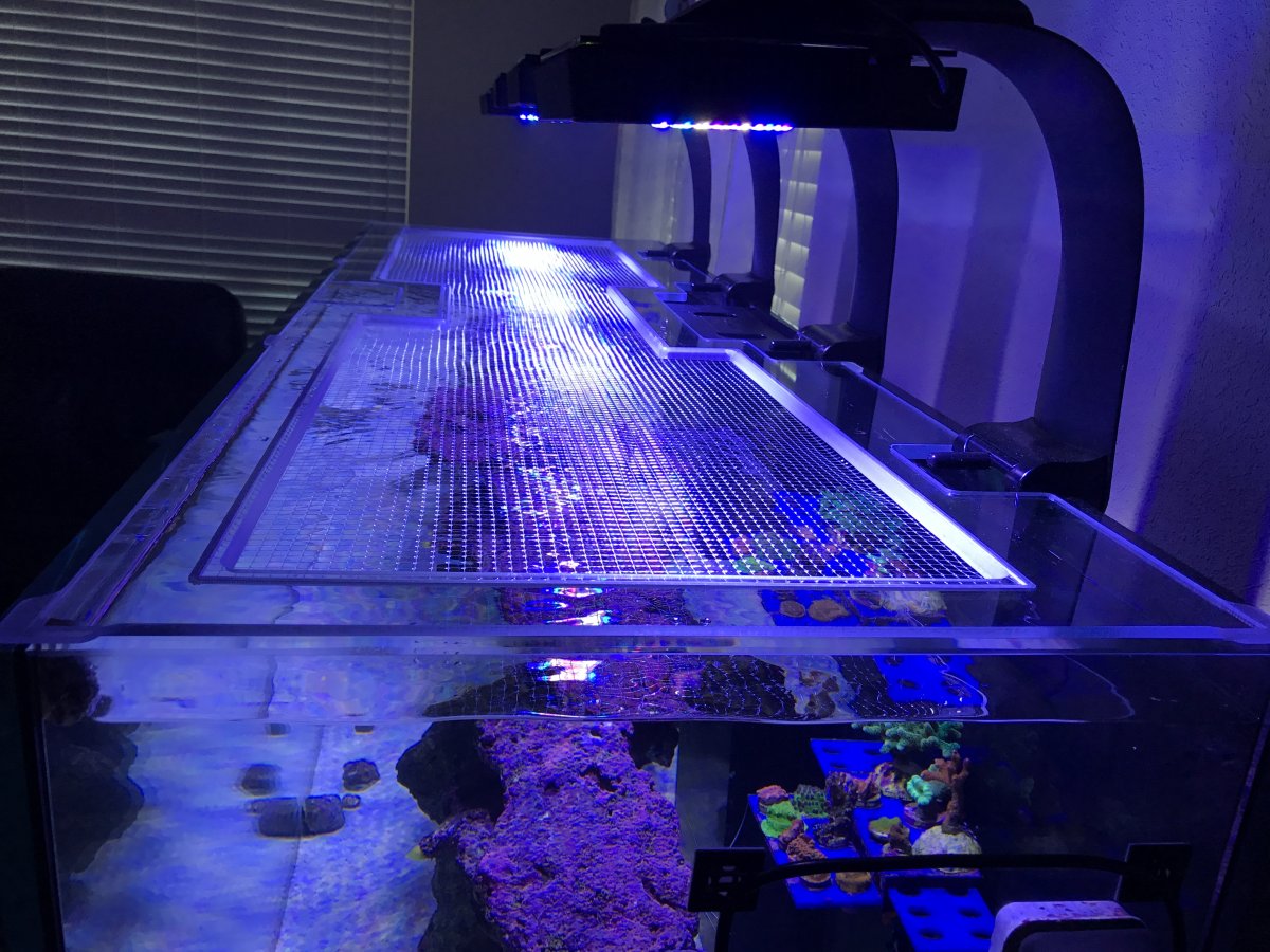 Build Thread - T-Bucket's Red Sea Reefer 450 | Page 6 | Reef2Reef