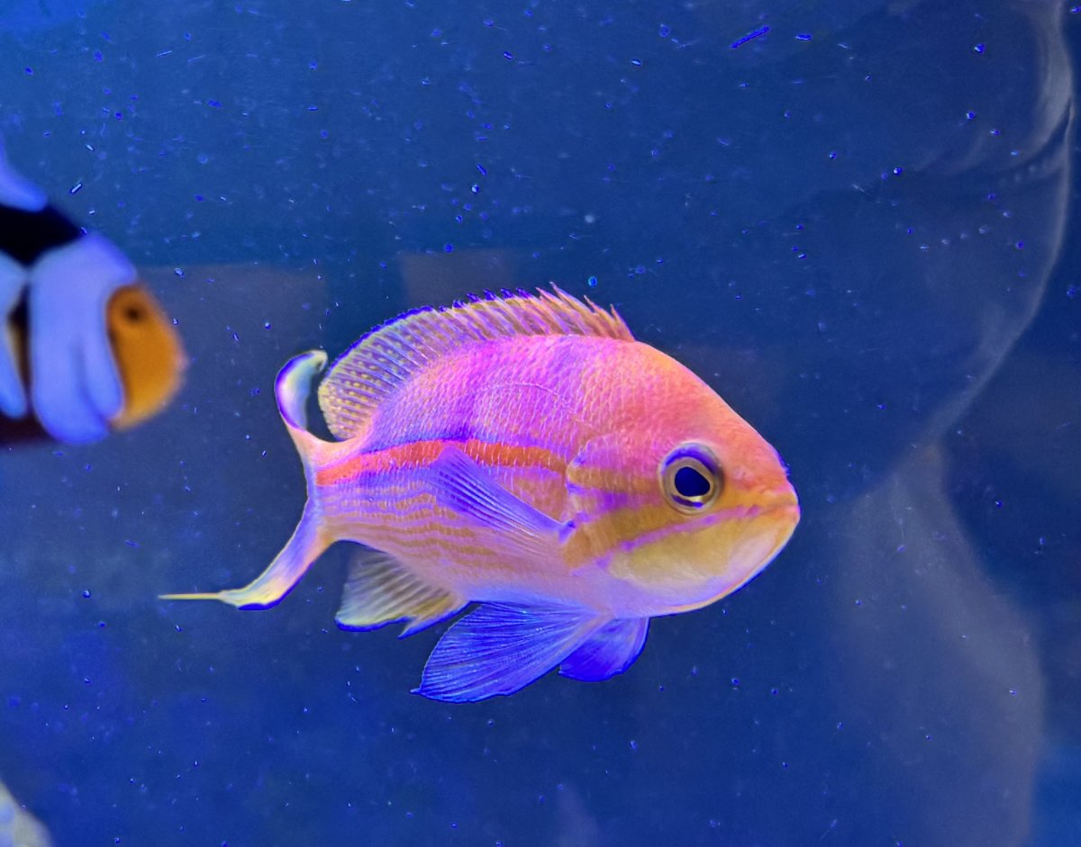 POLL - Have you ever kept a rare or uncommon fish, coral, or invert in ...