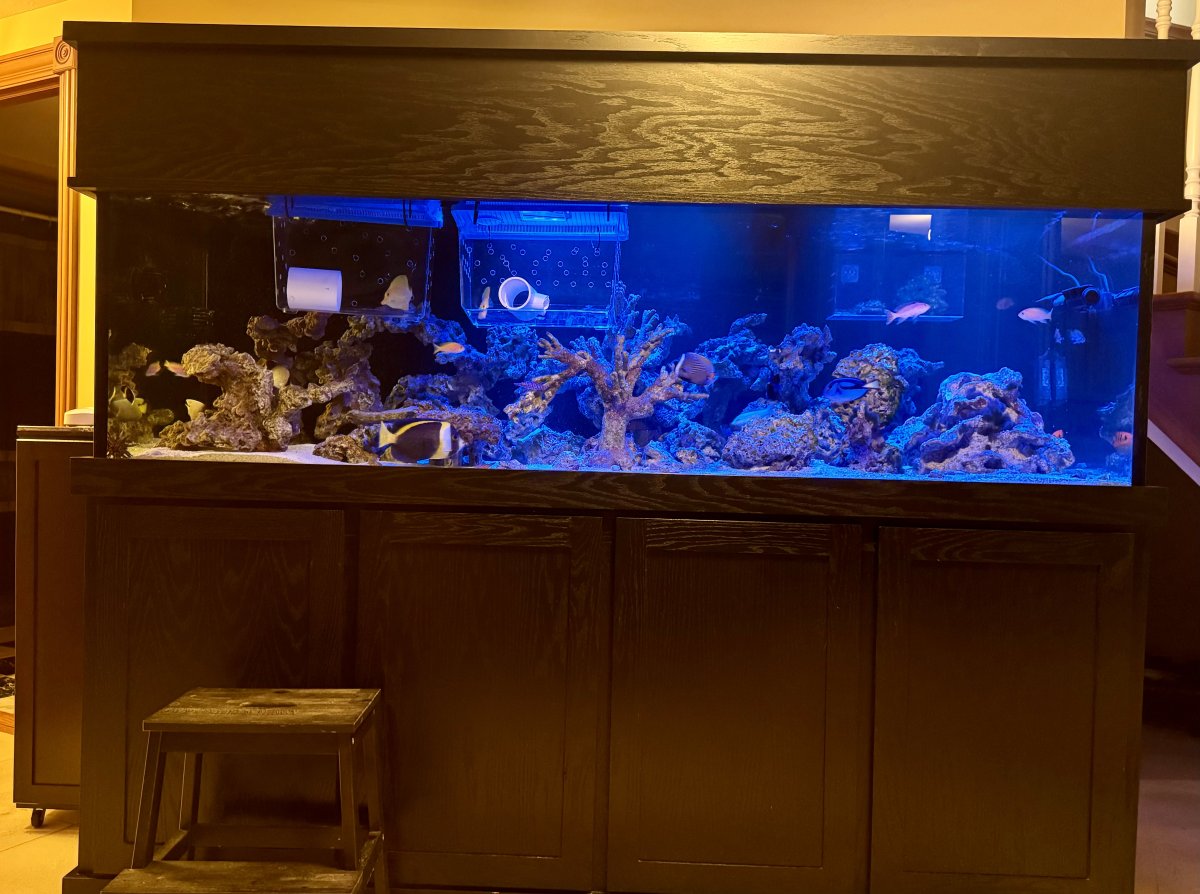 Build Thread - 270 Gallon 