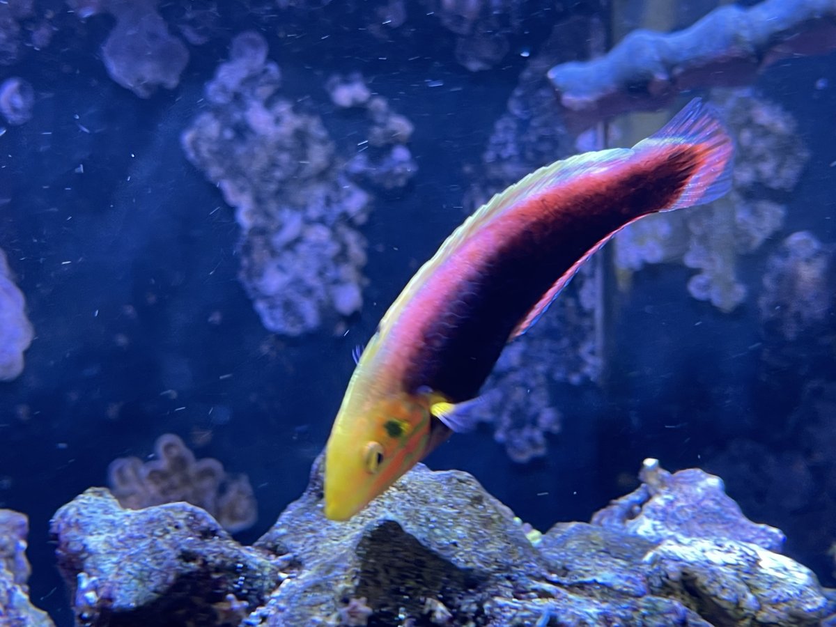 Build Thread - 4’x2’x2’ build… The Dragons’ Forest | Page 80 | Reef2Reef