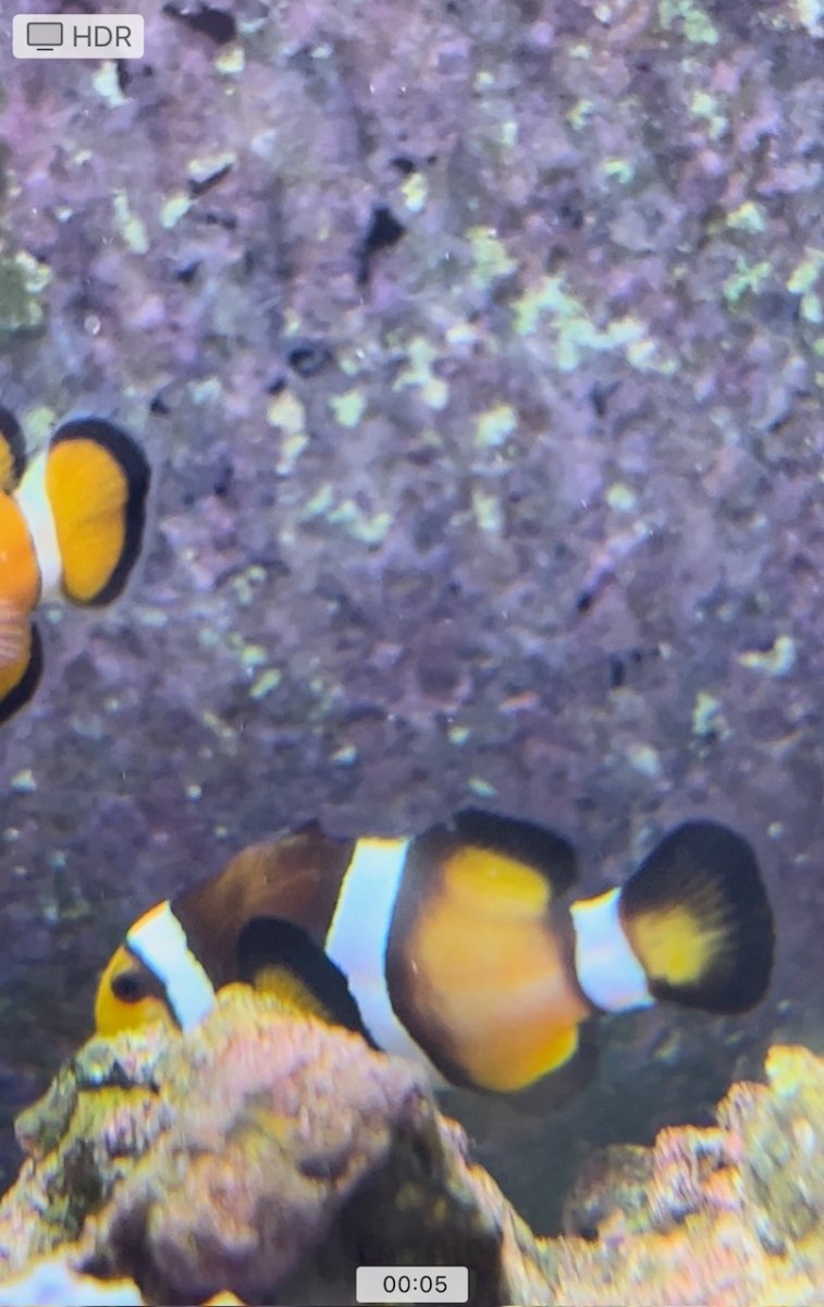 Clownfish Backend Turning Lighter In Color  REEF2REEF Saltwater and Reef  Aquarium Forum